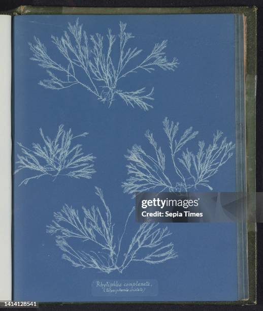 Rhytiphlea complanata, , Anna Atkins, United Kingdom, c. 1843 - c. 1853, photographic support, cyanotype, height 250 mm × width 200 mm.