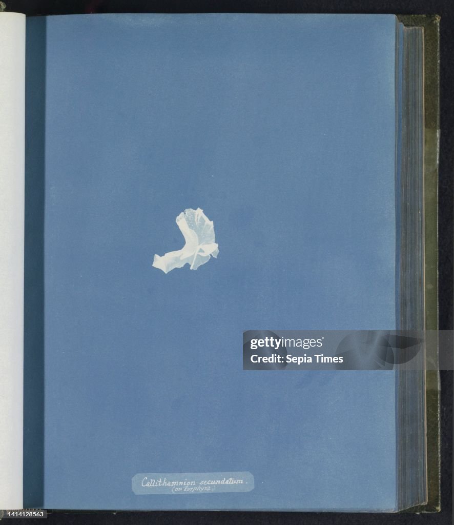 Callithamnion secundatum, (on porphyra), Anna Atkins, United Kingdom, c. 1843 - c. 1853, photographic support, cyanotype, height 250 mm × width 200 mm