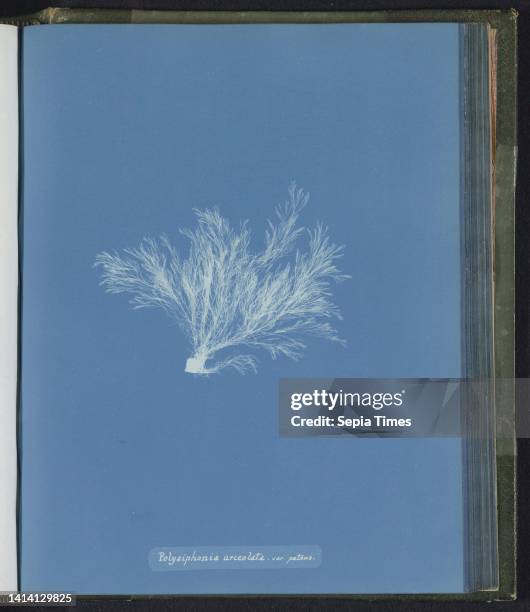 Polysiphonia urceolata. Var. Patens, Anna Atkins, United Kingdom, c. 1843 - c. 1853, photographic support, cyanotype, height 250 mm × width 200 mm.