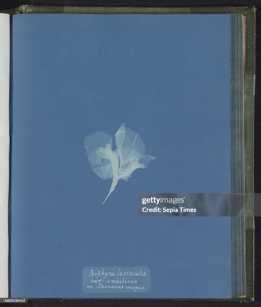 Porphyra laciniata, var: umbilicus, on Chondrus crispus, Anna Atkins, United Kingdom, c. 1843 - c. 1853, photographic support, cyanotype, height 250 mm × width 200 mm