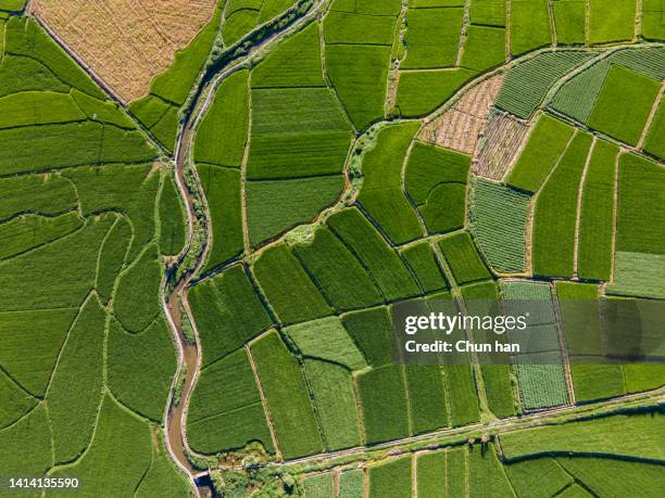 aerial view of green fields of traditional agriculture - bovenkleding stockfoto's en -beelden