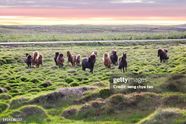 icelandic horse series - herbivoor stockfoto's en -beelden