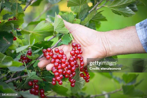 man working in the garden ( red currant, ) - rode bes stockfoto's en -beelden