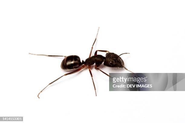 black ant against white background - ant stock pictures, royalty-free photos & images