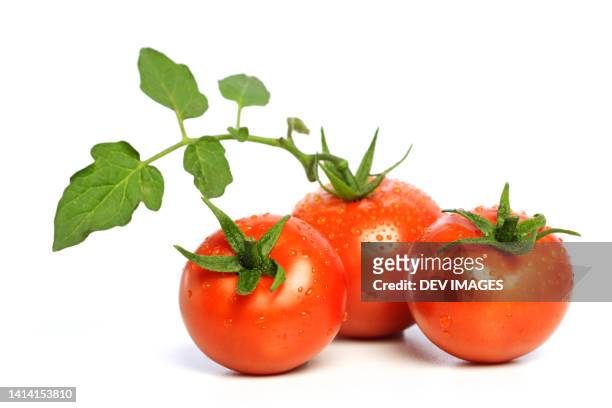 three ripe tomatoes against white background - juicy stock pictures, royalty-free photos & images