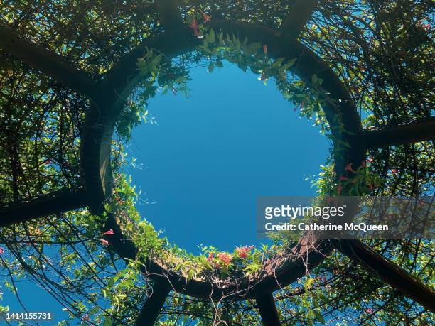 view of clear vibrant blue sky from beneath arched garden trellis covered in blooms - border flower garden stock pictures, royalty-free photos & images
