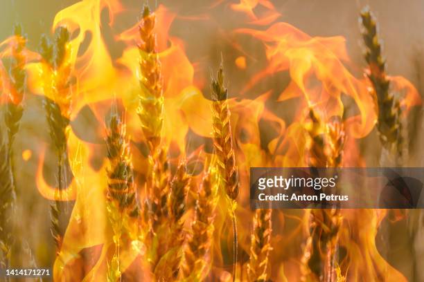 wheat close-up against the background of a flame. - food crisis stock pictures, royalty-free photos & images