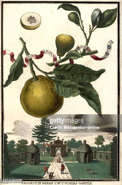 Limon Bergamotte per sonzin gientile und Garten des Herrn Tucher, Tuchergarten, Gartengestaltung, Nürnbergische Hesperides von Johann Christoph...