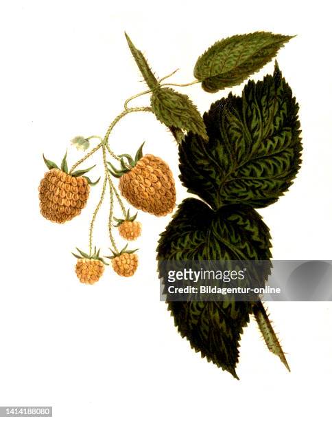 Himbeere der Sorte Col Wilder Raspberry, Historisch, historical, digital improved reproduction of an original from the 19th century / digital...