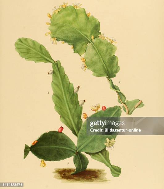 Rhipsalis oblonga, 2. Rhipsalis elliptica, 3. Rhipsalis crispata, Kaktus, Kakteen, aus The Cactaceae, descriptions and illustrations, N.L. Britton...