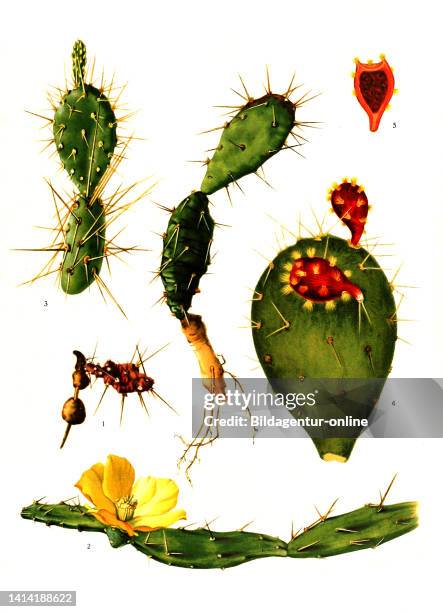 Opuntia drummondii, 2. Opuntia retrorsa, 3. Opuntia triacantha, 4. Opuntia jamaicensis, aus The Cactaceae, descriptions and illustrations, N.L....