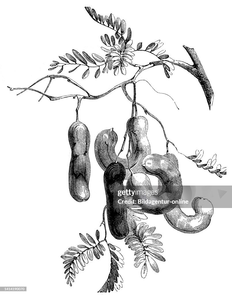 Tamarinds