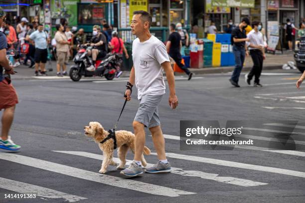 homme avec un chien caniche dans une traversée zébrée - flushing queens photos et images de collection