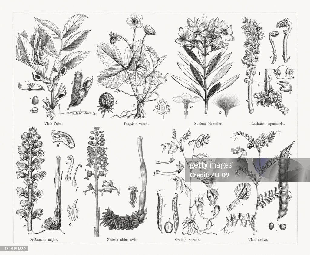 Useful and medicinal plants, wood engravings, published in 1884
