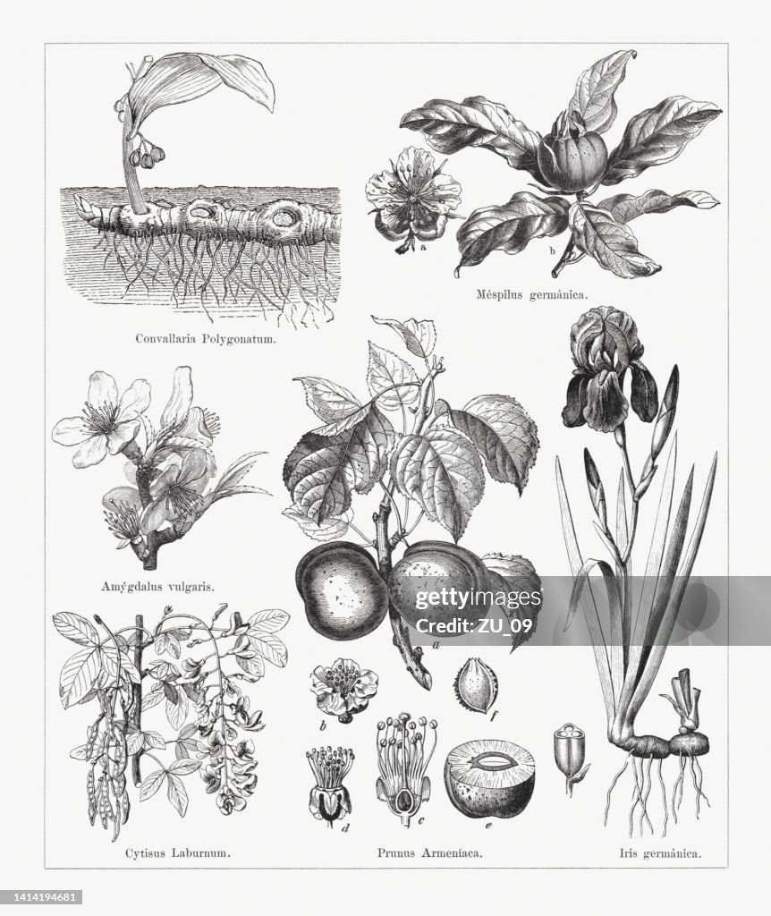 Useful and medicinal plants, wood engravings, published in 1884