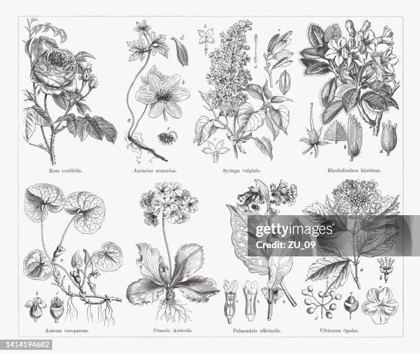 bildbanksillustrationer, clip art samt tecknat material och ikoner med useful and medicinal plants, wood engravings, published in 1884 - bukettanemon