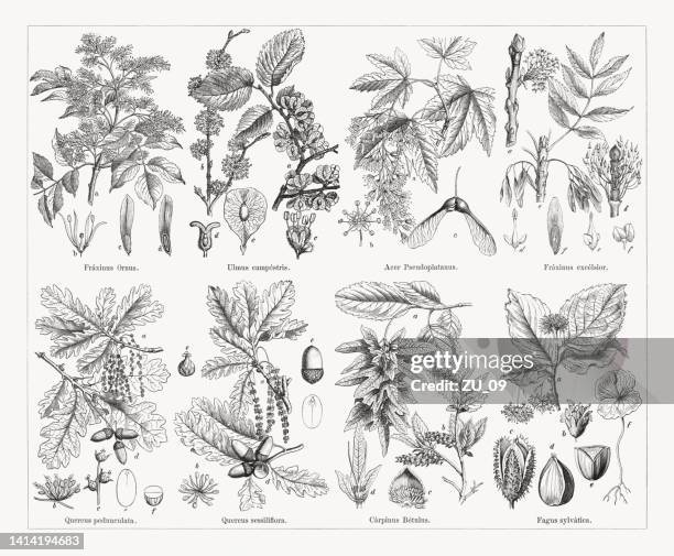 stockillustraties, clipart, cartoons en iconen met deciduous trees, wood engravings, published in 1884 - hornbeam