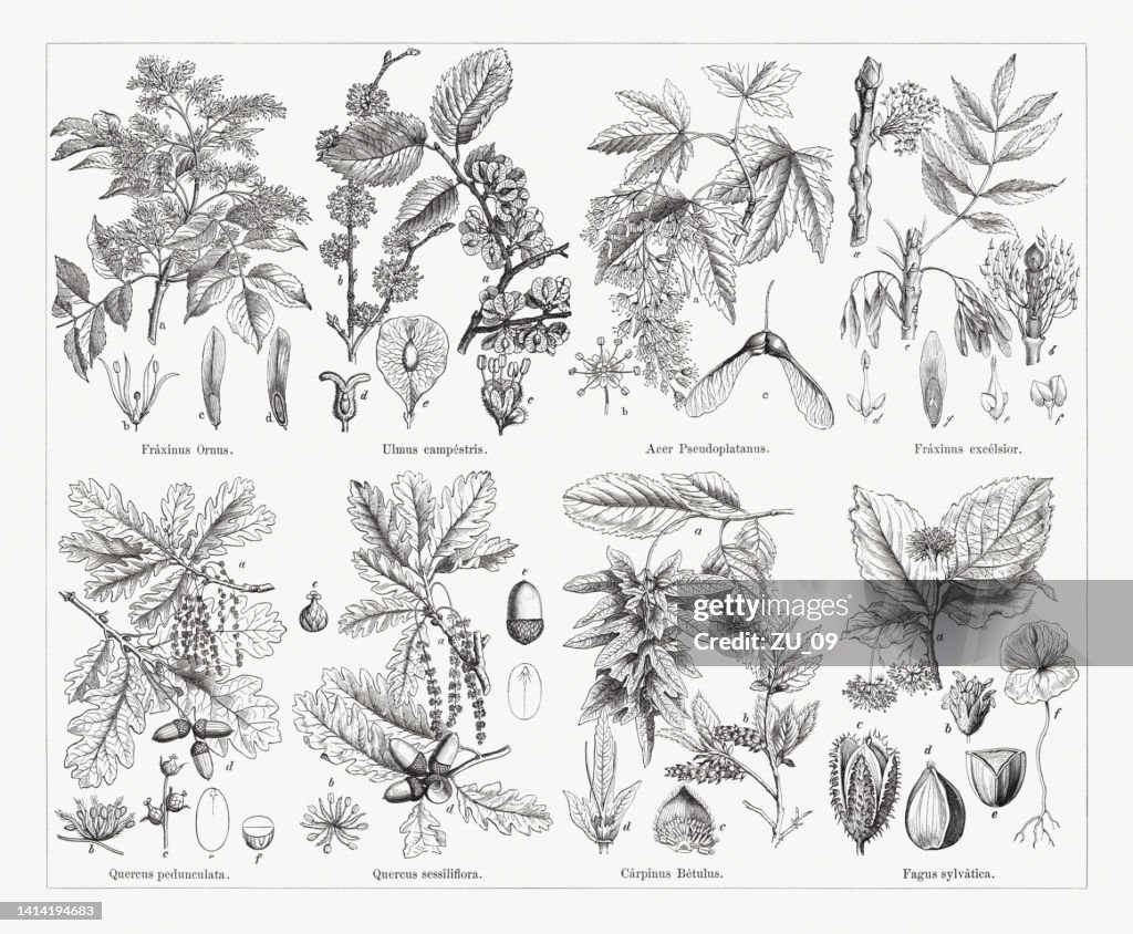 Deciduous trees, wood engravings, published in 1884