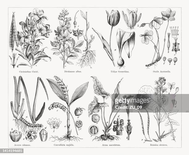 ilustraciones, imágenes clip art, dibujos animados e iconos de stock de plantas útiles y medicinales, grabados en madera, publicado en 1884 - acederilla