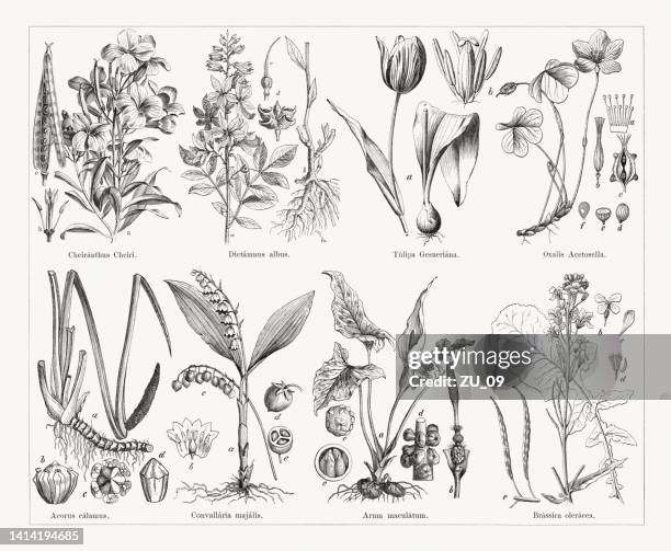 useful and medicinal plants, wood engravings, published in 1884 - erysimum cheiri stock illustrations