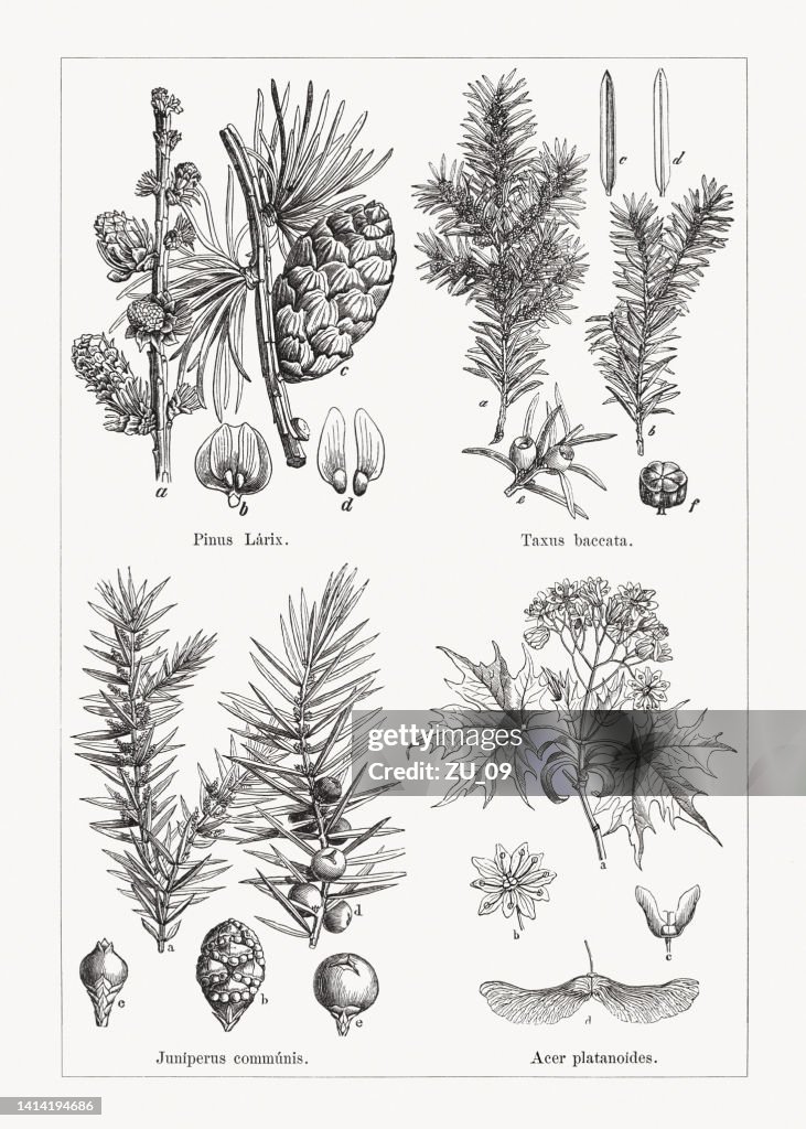 Coniferous and deciduous trees, wood engravings, published in 1884