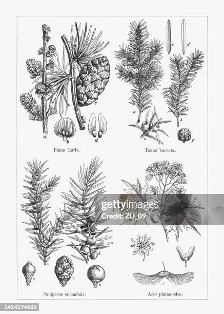 coniferous and deciduous trees, wood engravings, published in 1884 - juniperus stock illustrations