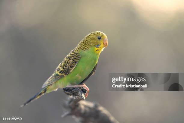 wild budgerigar (melopsittacus undulatus) perched on a branch, south australia, australia - australian budgerigar stock pictures, royalty-free photos & images