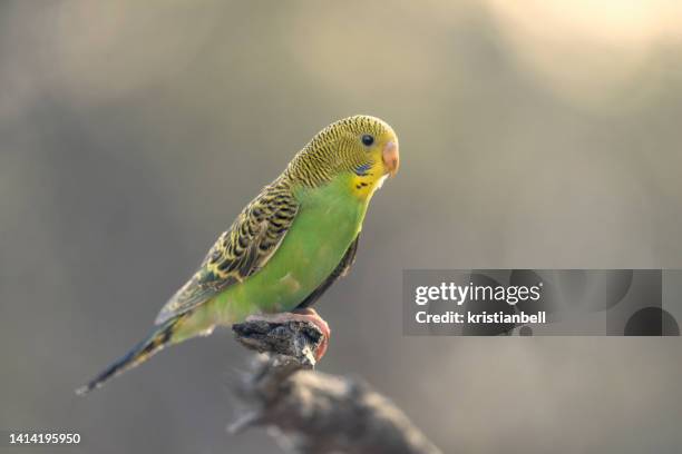 wild budgerigar (melopsittacus undulatus) perched on a branch, south australia, australia - budgie stock pictures, royalty-free photos & images