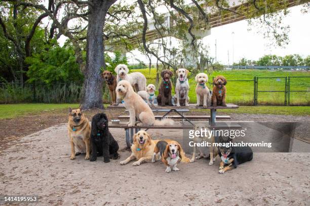 group of fourteen dogs sitting on a bench and table in the park, florida, usa - german shepherd sitting stock pictures, royalty-free photos & images