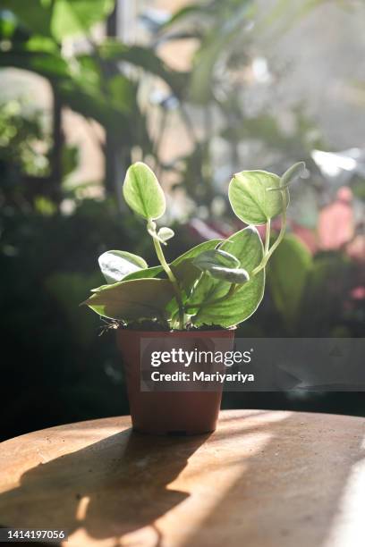 Stack In Plant 26 Stack Pot Plant Stock Photos, High-Res Pictures, and Images - Getty ...