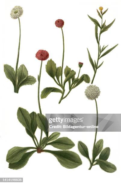 Bellis minor flore albo pleno serratifolia und Bellis hortensis flore pleno albo folio non serrato und Bellis hortensis minor flore rubro pleno folio...