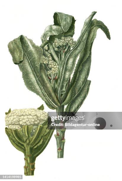 Brassica cauliflora, Blumenkohl, Brassica oleracea var. Botrytis, cauliflower, Phytanthoza iconographia, historische Pflanzenillustration aus dem um...