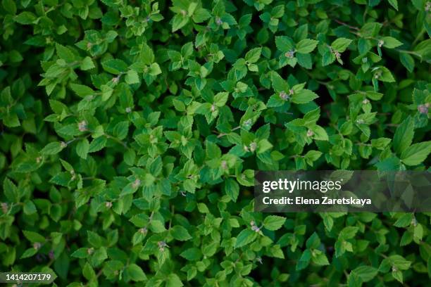 background of small green leaves - boxwood foto e immagini stock