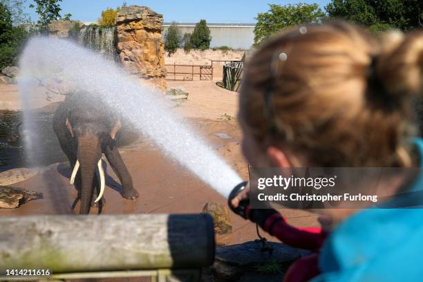 Aung-Bo, a 21-year-old asian elephant is cooled down by a keeper at Chester Zoo during the heatwave on August 11, 2022 in Chester, United Kingdom....