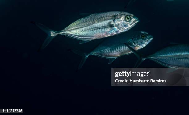 blue runners. - blue runner fish stock pictures, royalty-free photos & images