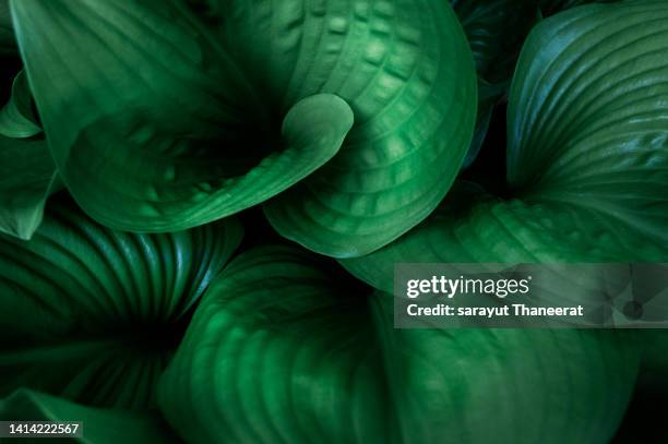 tropical leaves on dark tropical foliage nature background dark green foliage nature - verdure stock pictures, royalty-free photos & images