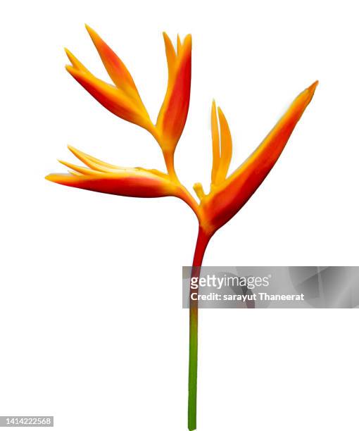 bird of paradise yellow flowers on a white background - exoticism 個照片及圖片檔