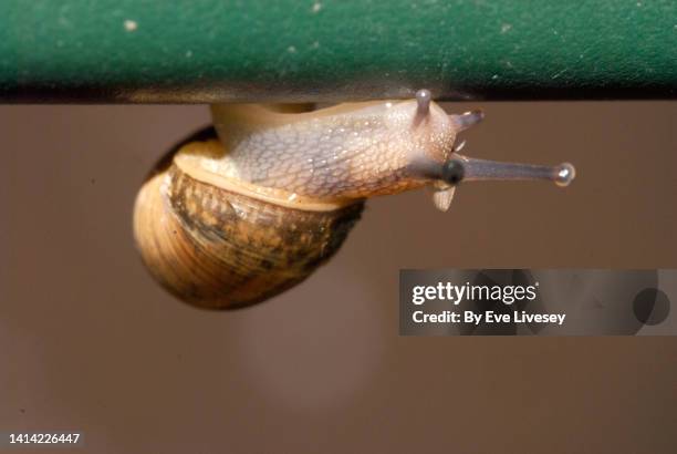 snail - slakkenhuis stockfoto's en -beelden