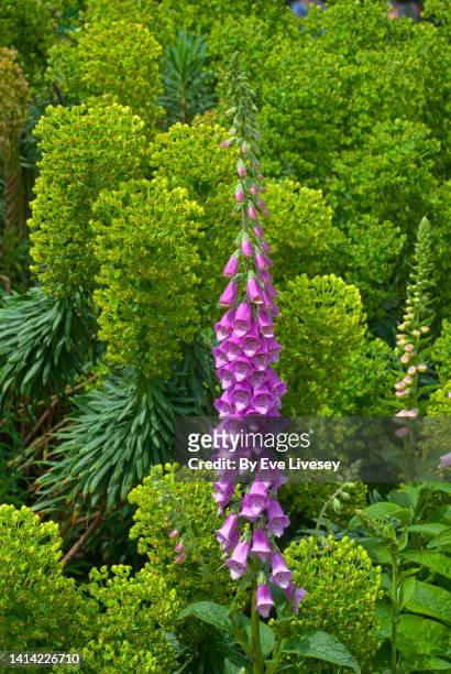 foxglove flowers - digitalis grandiflora stock pictures, royalty-free photos & images