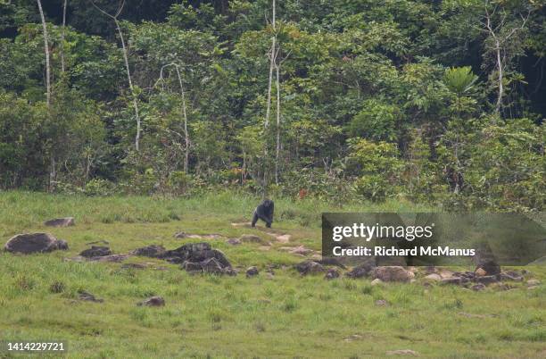 western lowland gorilla - gabon stockfoto's en -beelden