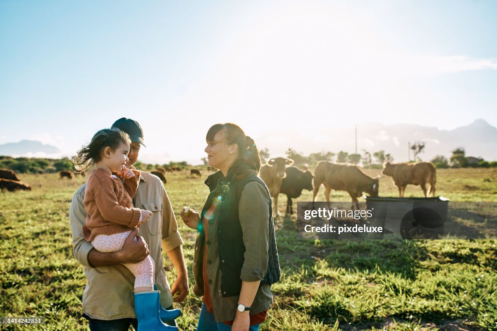 Happy family enjoying a day on a cattle farm together bonding outdoors in the countryside. Mother and father teaching their daughter organic and sustainable agriculture on farmland with cows