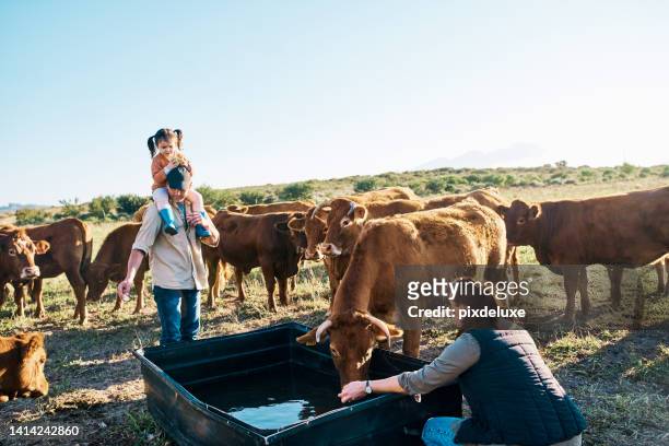 die familie verbindet sich mit ihren kühen auf einem bauernhof zusammen mit einem kind auf den schultern ihres vaters. ökologische milchviehhaltung mit rinderherden, die wasser trinken und gras draußen auf nachhaltigem milchviehland fressen - happy cow stock-fotos und bilder