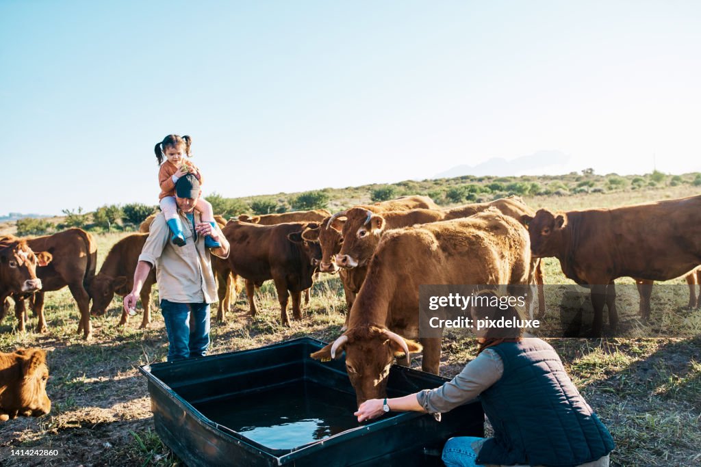 Family bonding with their cows on a farm together with a child on her fathers shoulders. Organic dairy farming with cattle herd drinking water and eating grass outside on sustainable dairy farmland