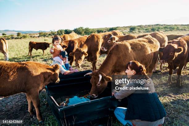 carefree family bonding on a cow farm on a sunny day in agriculture and sustainable field. cute daughter having fun with her parents on dairy farmland with animals grazing on the grass outside - farming family stock pictures, royalty-free photos & images