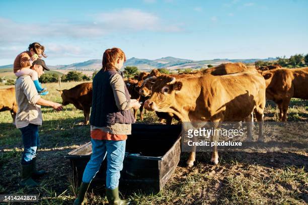 sustainable farming family feeding cows on farm land with blue sky background and copy space. farmer mom, dad and child with cattle or livestock animals for agricultural dairy, beef or meat industry - small family stock pictures, royalty-free photos & images