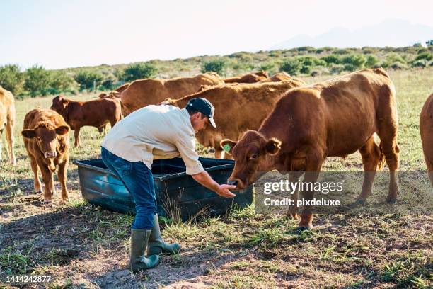 a meat or dairy farmer giving food to brown cows on a cow farm in a countryside. man taking care and feeding animals in nature. a agriculture worker working on a green grass farming landscape - ko bildbanksfoton och bilder