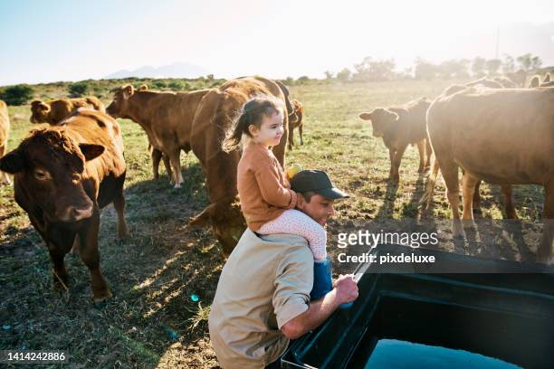farming, agriculture and breeding with a farmer and his daughter on a cattle or dairy farm, feeding and raising cows. agricultural worker working land on an organic, sustainable and free range ranch - cows eating stock pictures, royalty-free photos & images