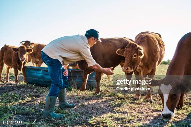 cattle farmer feeding a herd of cows on an organic and sustainable farm outdoors on a sunny day. a caring agriculture expert or animal lover breeding livestock and taking care of it of farmland - runderen gedomesticeerd stockfoto's en -beelden