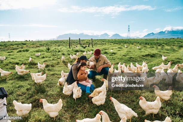 familia de criadores de pollos que alimenta a los pollos en una finca con gallinas criadas para la industria cárnica, huevos y mascotas. agricultor arrodillado, mujer e hija que se unen en tierras de cultivo con aves de corral, aves y ganado - animal feed fotografías e imágenes de stock