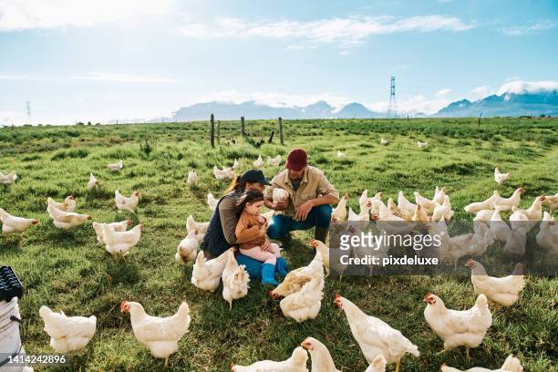 chicken farming family feeding chickens on a farm estate with hens raised for meat industry, eggs and pets. kneeling farmer, woman and daughter bonding on farmland with poultry, birds and livestock - kind dier stockfoto's en -beelden